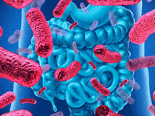 gut-microbiome-disorder-teatment.webp
