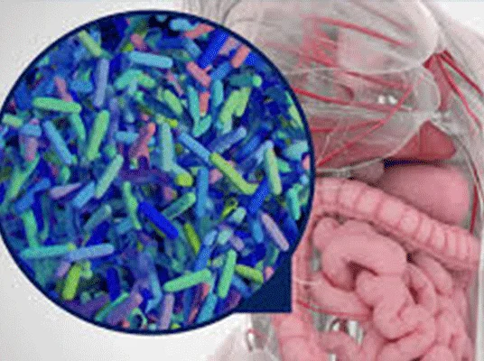 what-is-gut-microbiome.webp